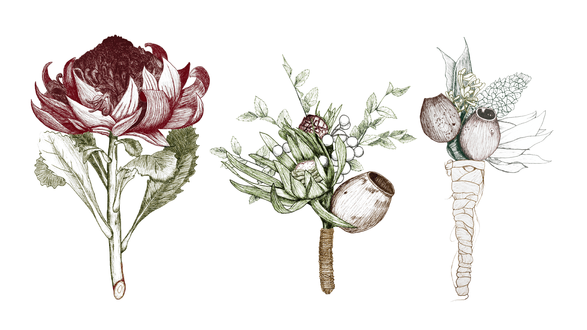 Botanical Illustration